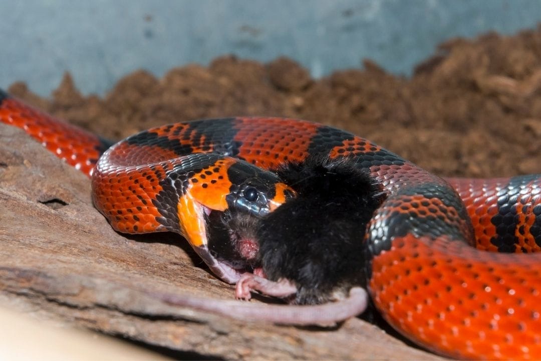milk snake eating a black mouse
