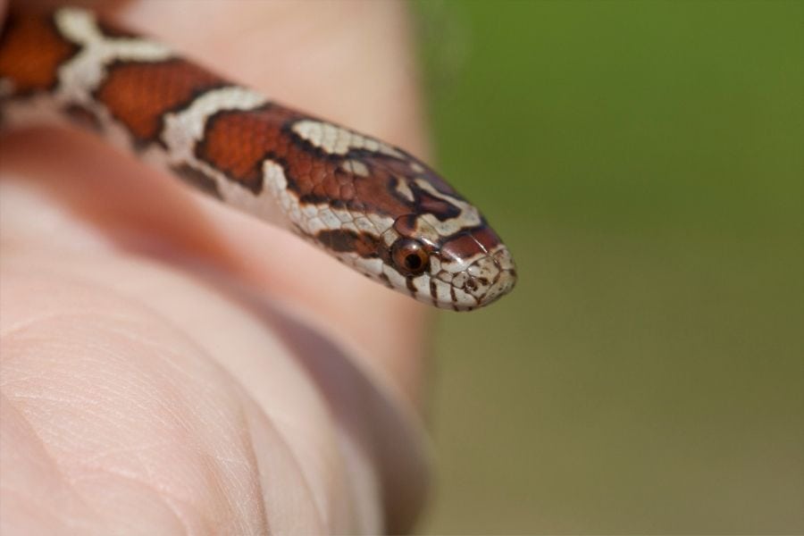 young milk snake in a hand
