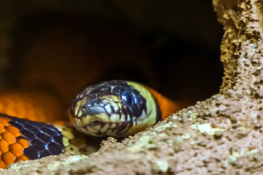 milk snake head popping out of a hiding place