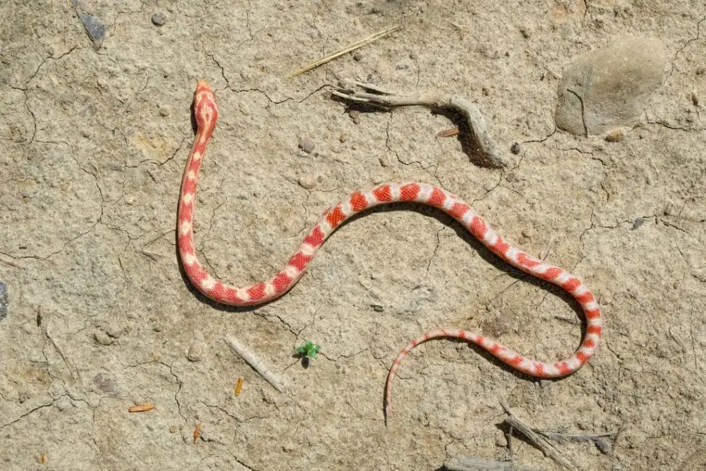 milk snake from above