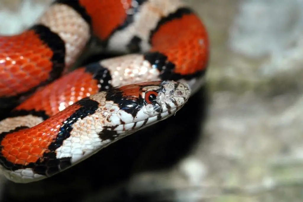 milk snake while shedding