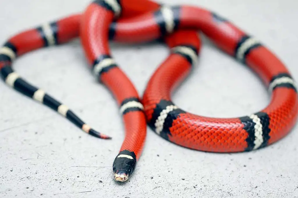 sinaloan milk snake on the floor