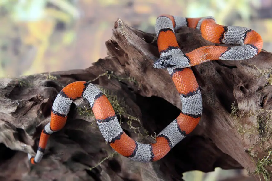 sinaloan milk snake