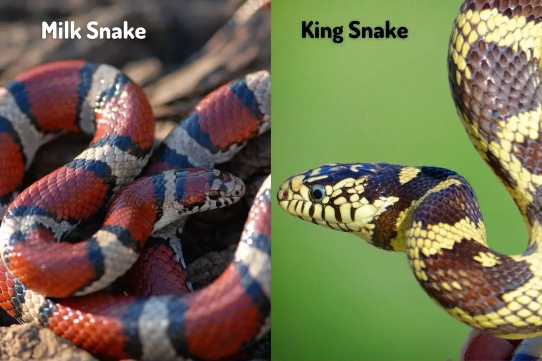 comparison between a milk snake and a king snake