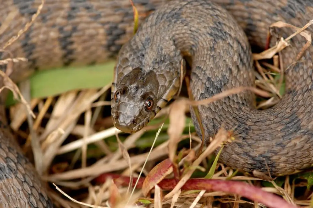 All 46 Snakes in Missouri (With Pictures) - ReptileHow.com