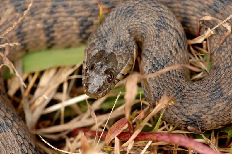 snake in missouri