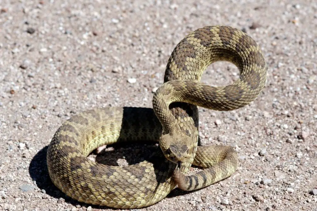 mojave rattlesnake