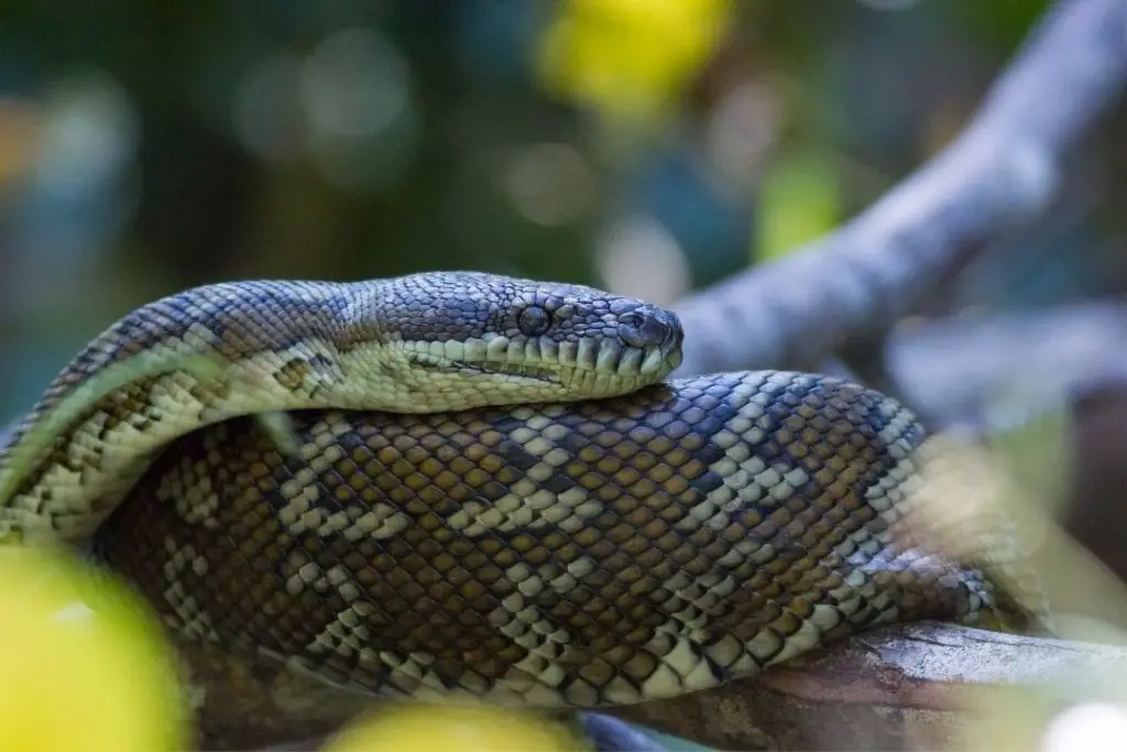 adult sized morelia spilota mcdowelli