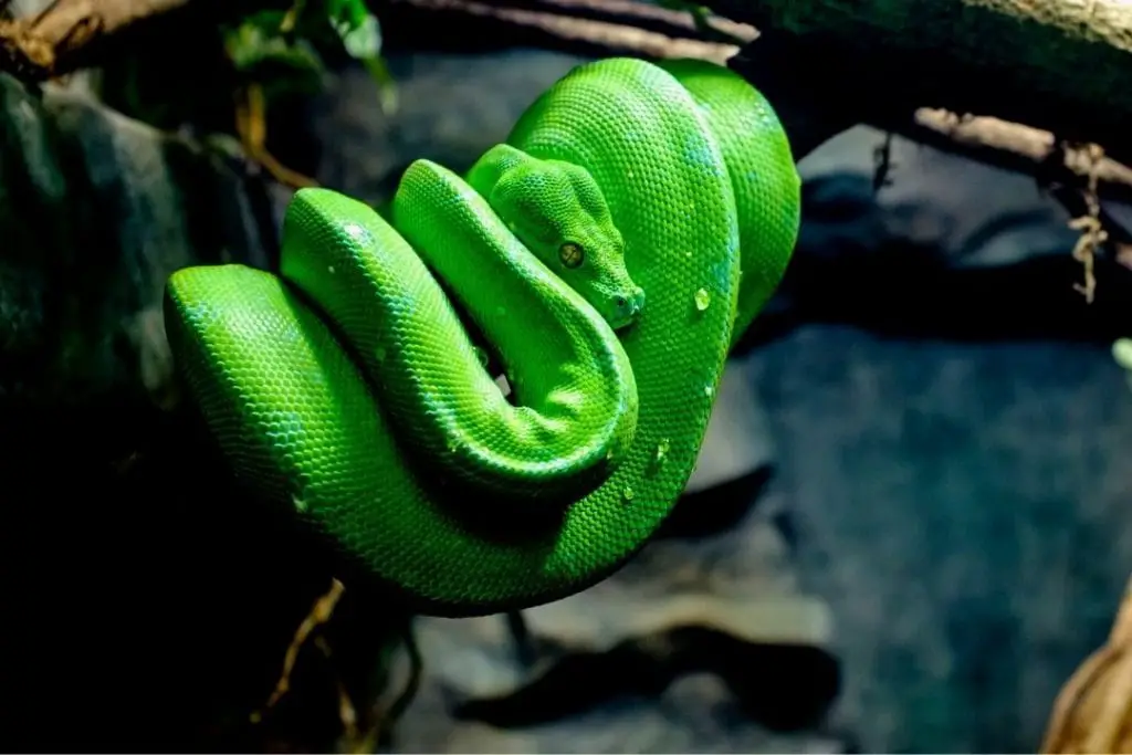 green tree python (morelia viridis)