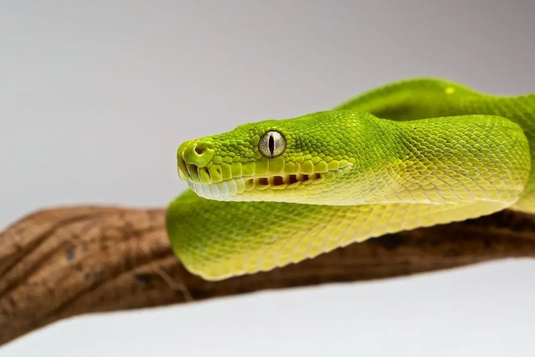 Green Tree Python Size: How Big Do They Get? - ReptileHow.com