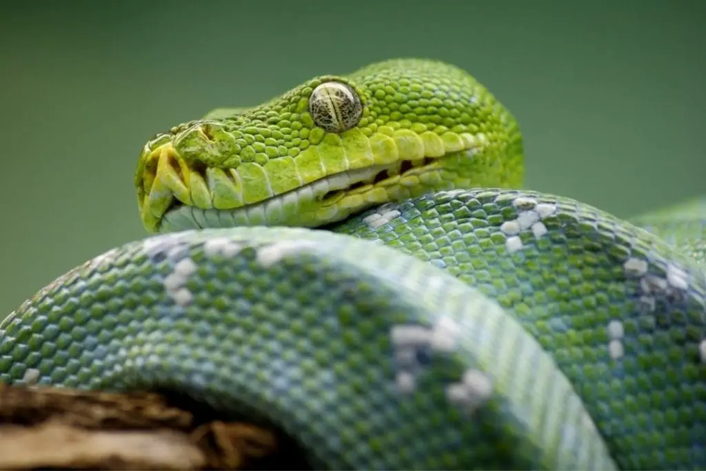 morelia viridis head