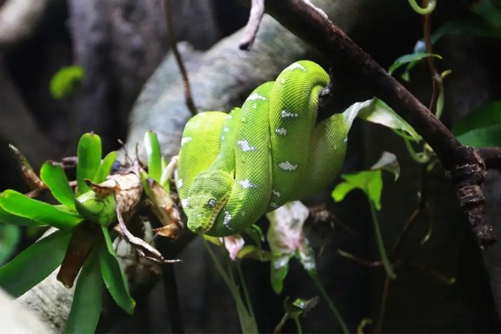 morelia viridis snake in a terrarium