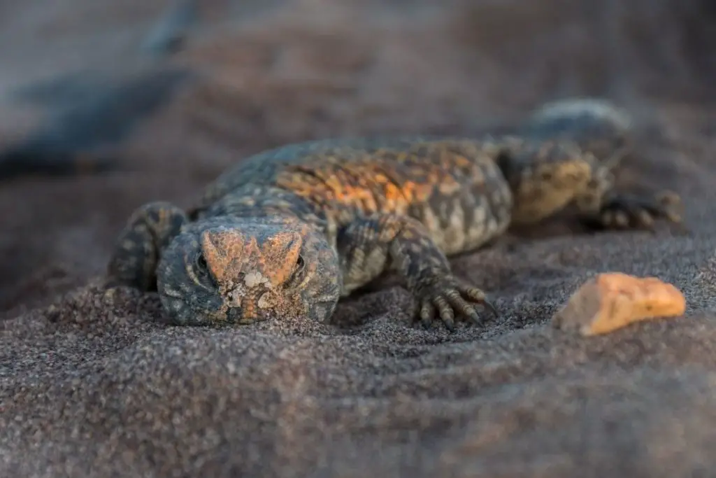 moroccan uromastyx