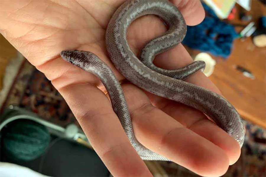 morongo basin axanthic rosy boa