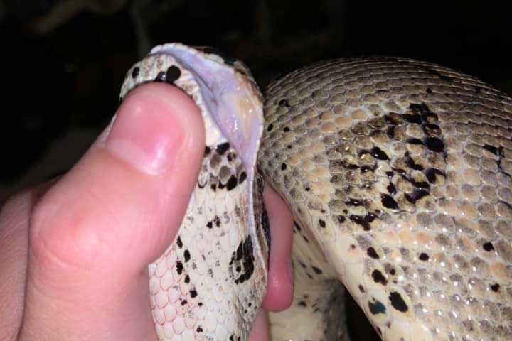 boa constrictor with mouth rot