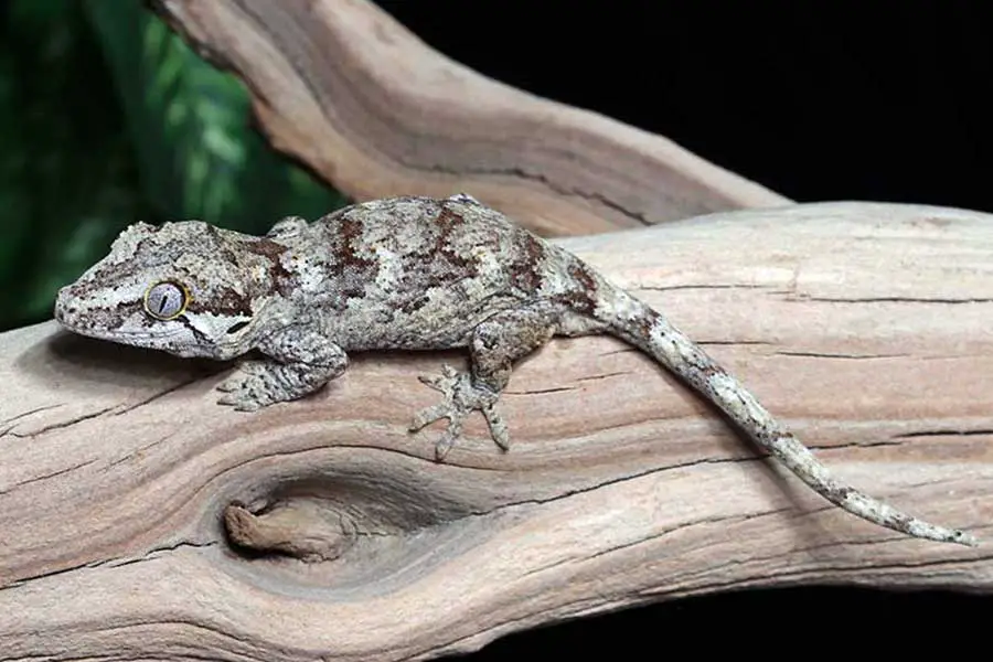 mozaic gargoyle gecko