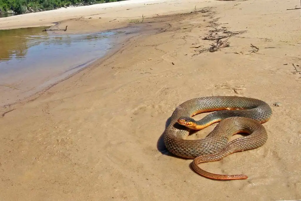 Redbelly Water Snake (Nerodia erythrogaster erythrogaster)