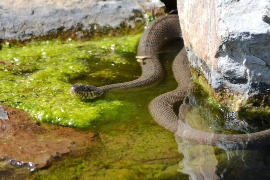 nerodia erythrogaster snake in a swamp