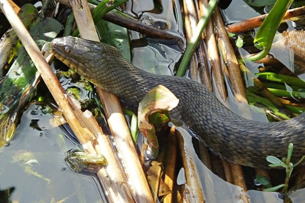 nerodia floridana