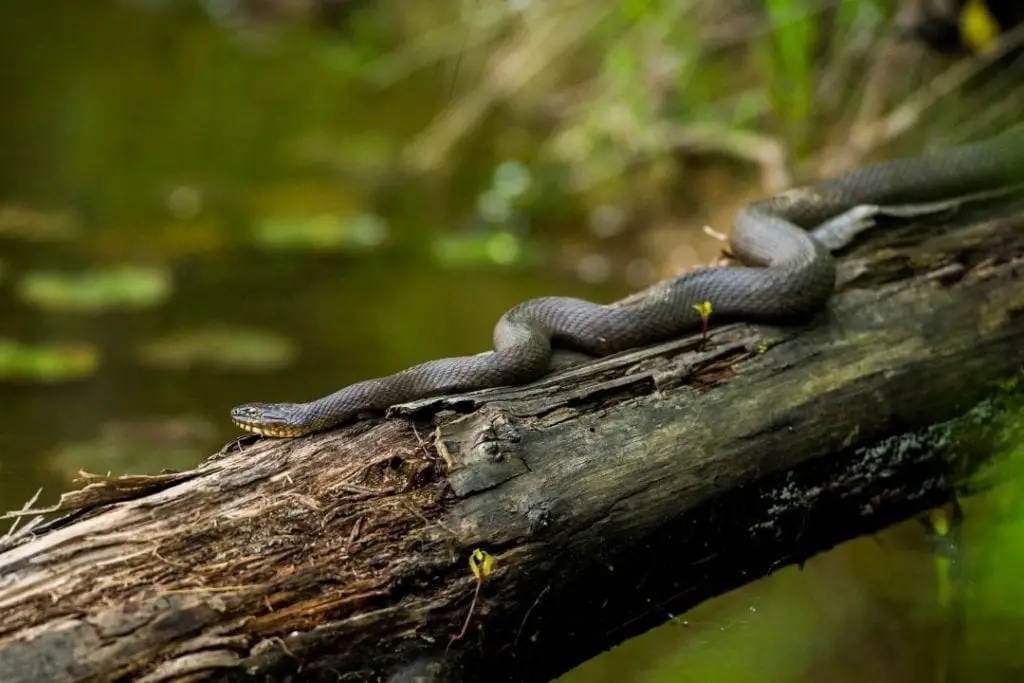 8 Types of Water Snakes in Michigan (With Pictures) - ReptileHow.com