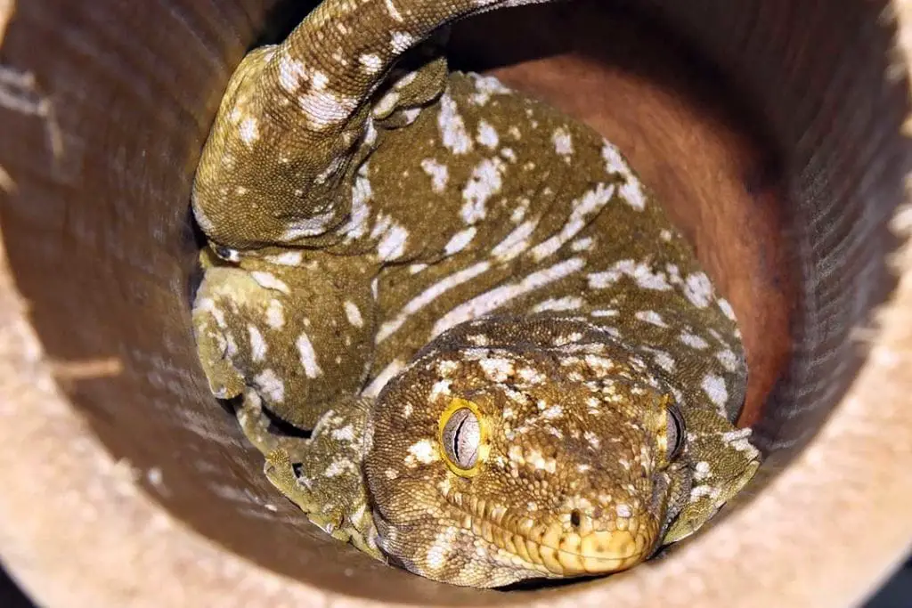 classic new caledonian giant gecko