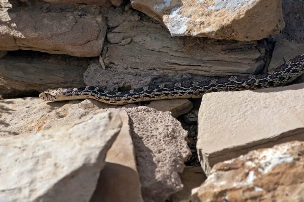 corn snake in new mexico