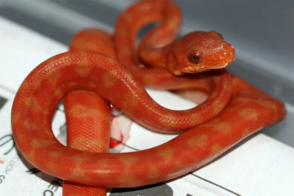 new born amazon tree boa