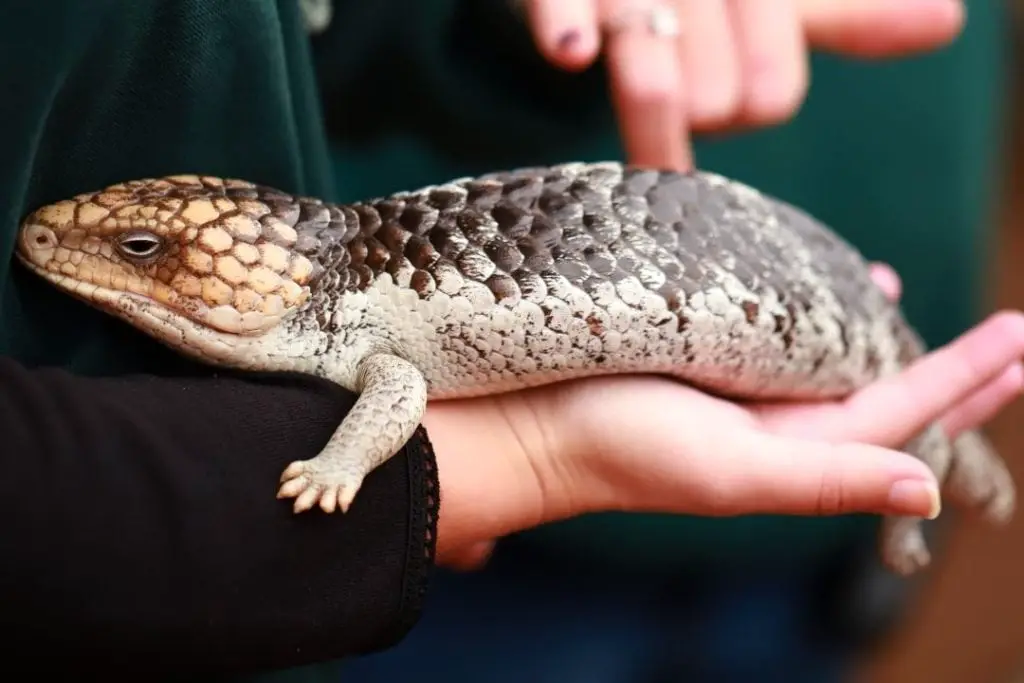 northern blue tongued skink