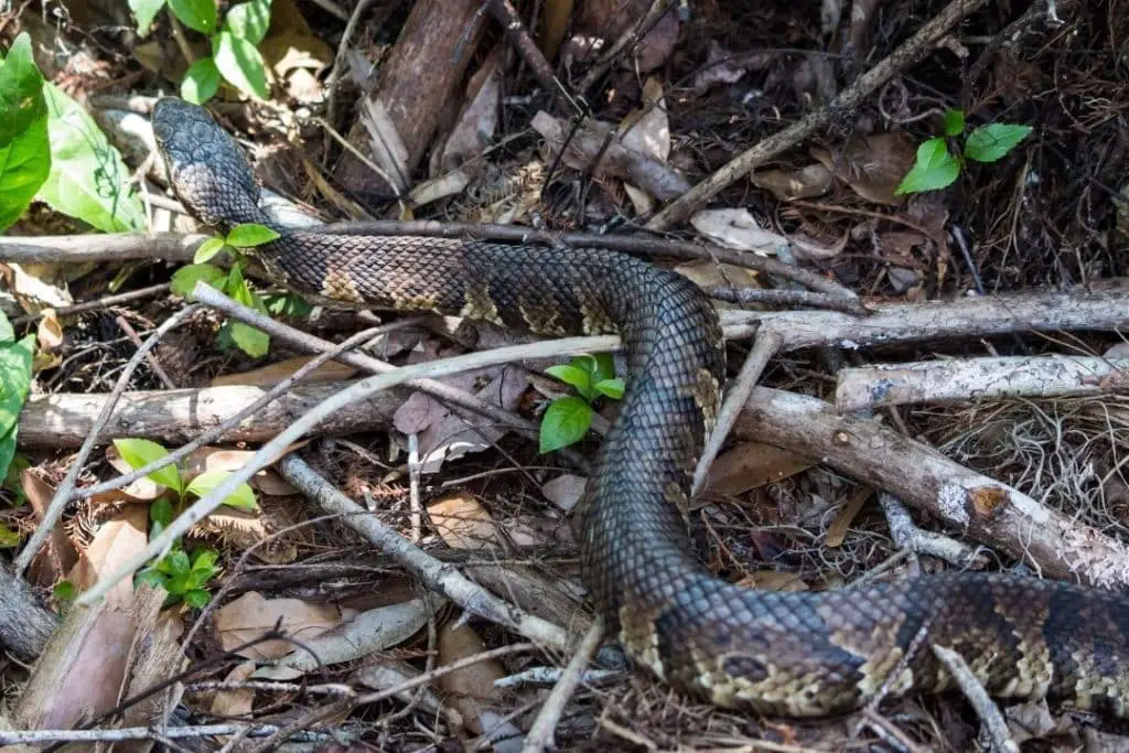 northern cottonmouth