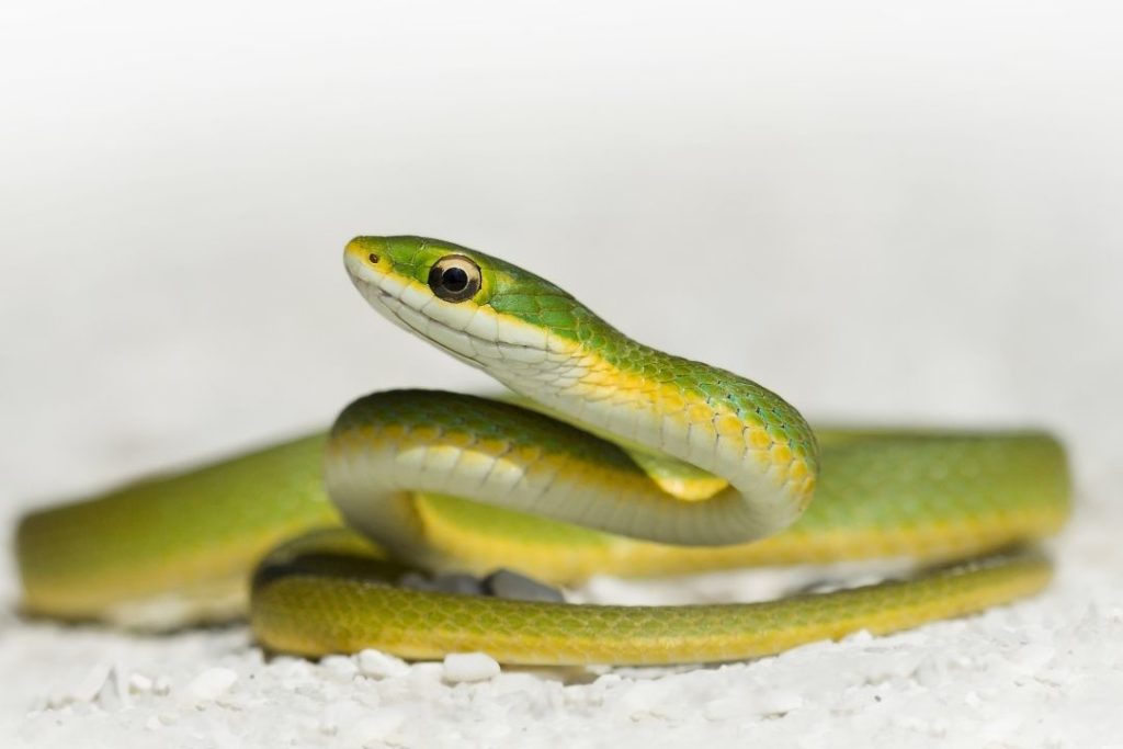 northern rough green snake