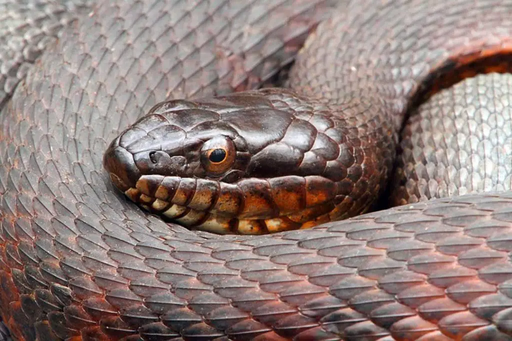 northern watersnake nerodia sipedon sipedon