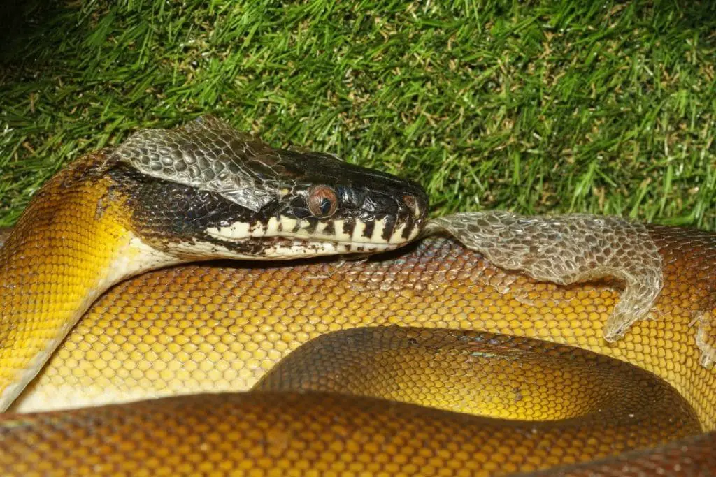 northern white lipped python shedding