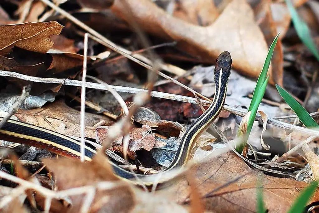 northern ribbon snake