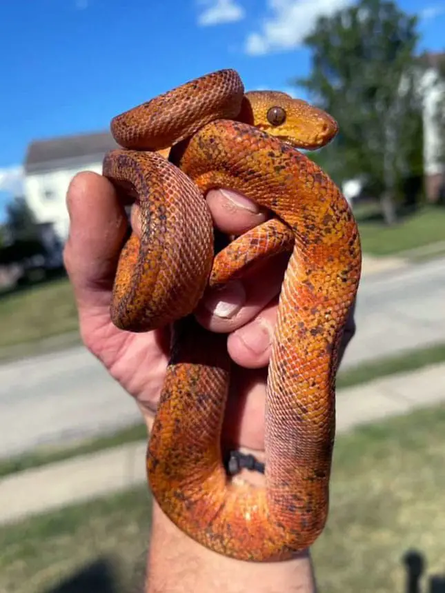 handling on amazon tree boa