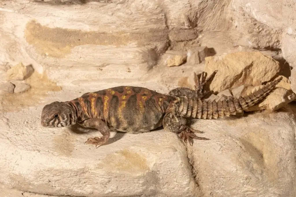 ornate uromastyx