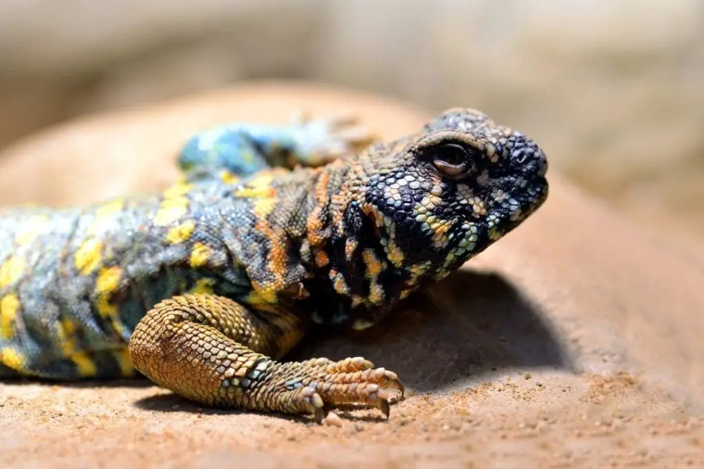 ornate uromastyx