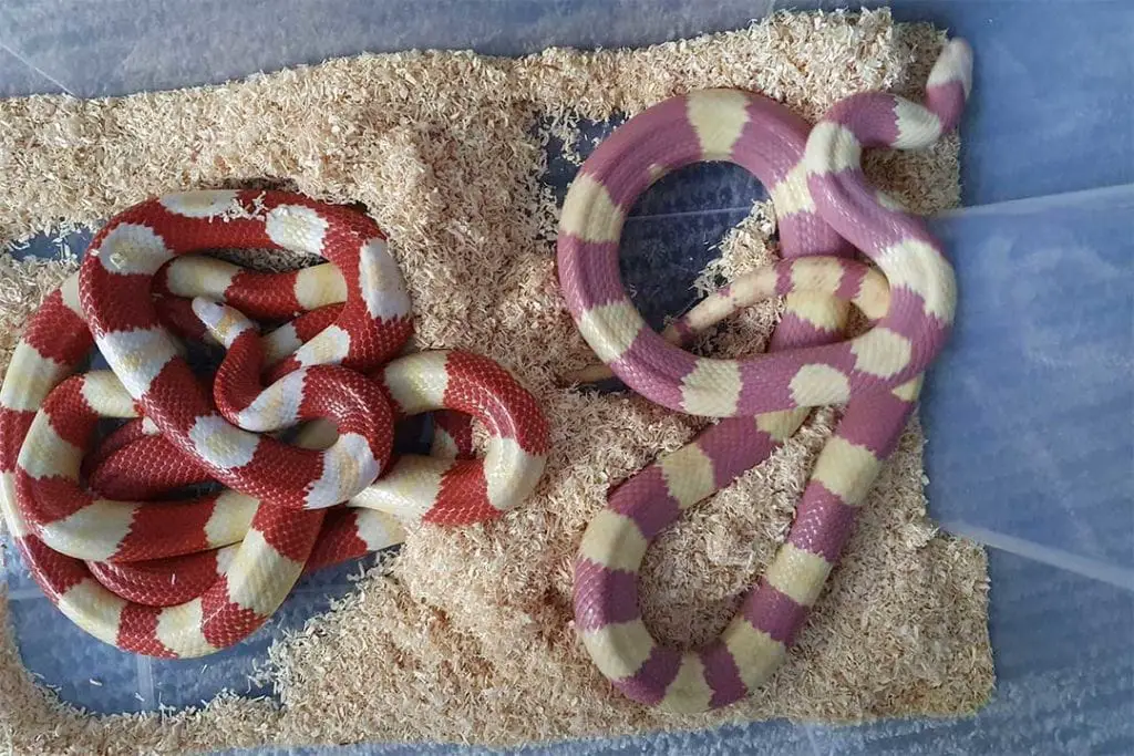 pair of king snakes