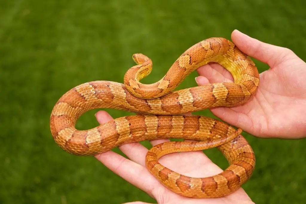 adult male corn snake