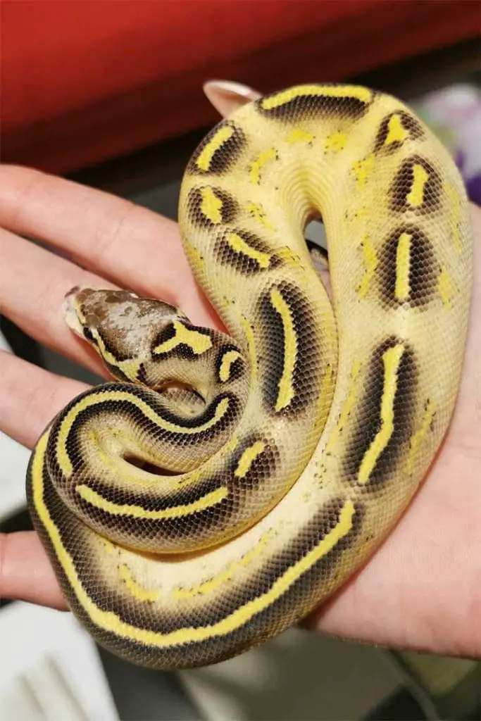 pastave ball python in hand