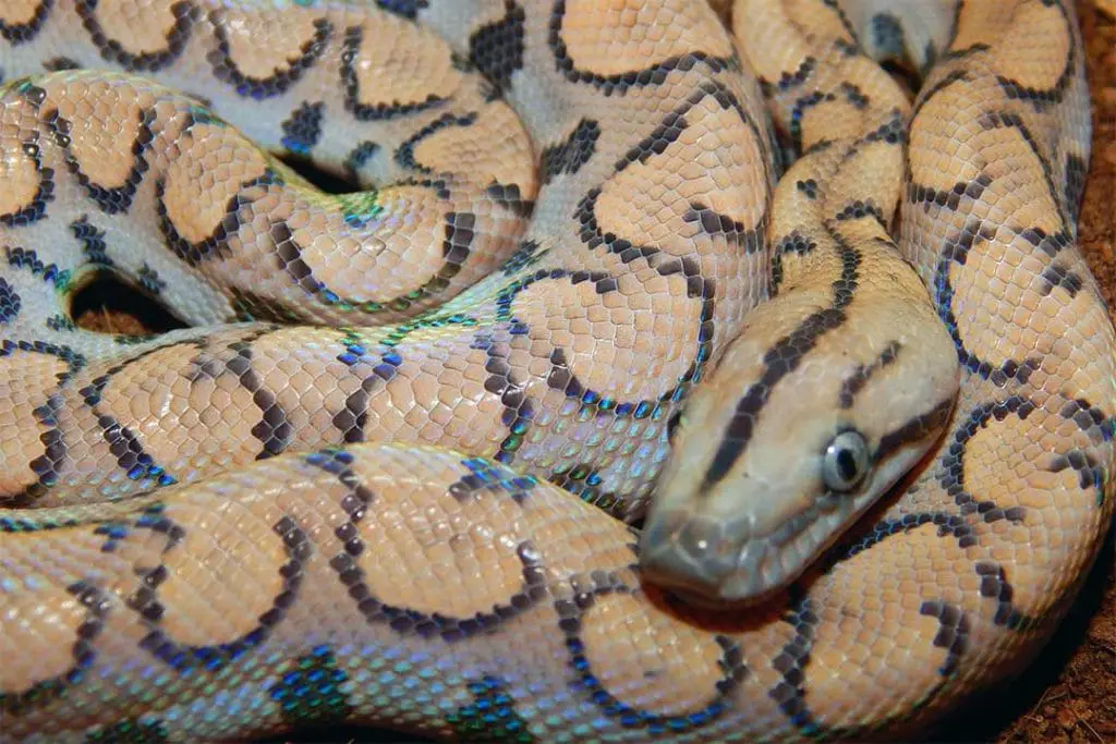 pastel morph rainbow boa