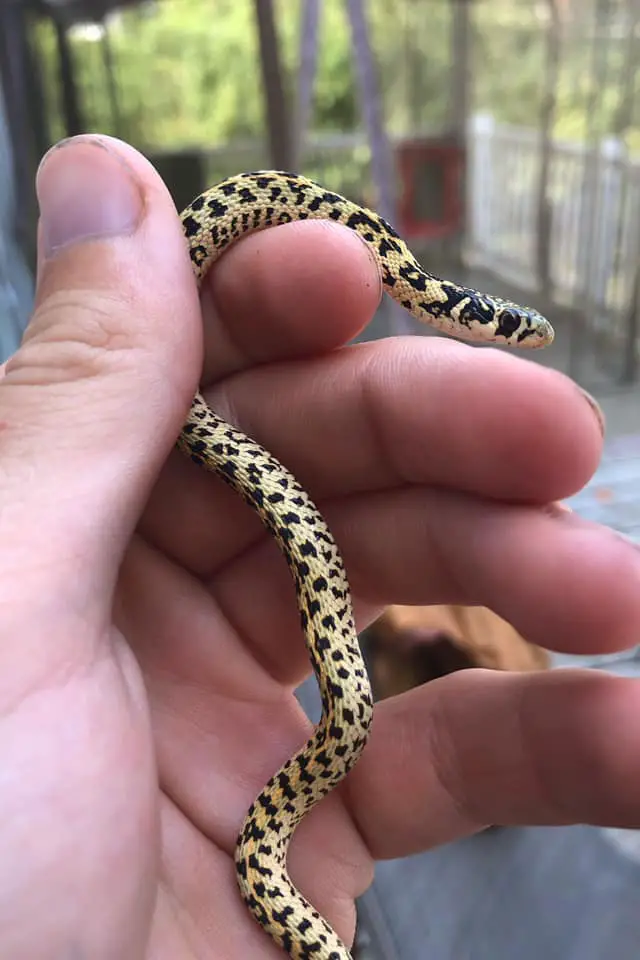 pastel color garter snake