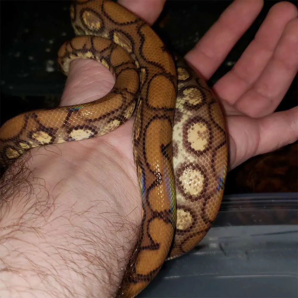 pearl stripe female rainbow boa