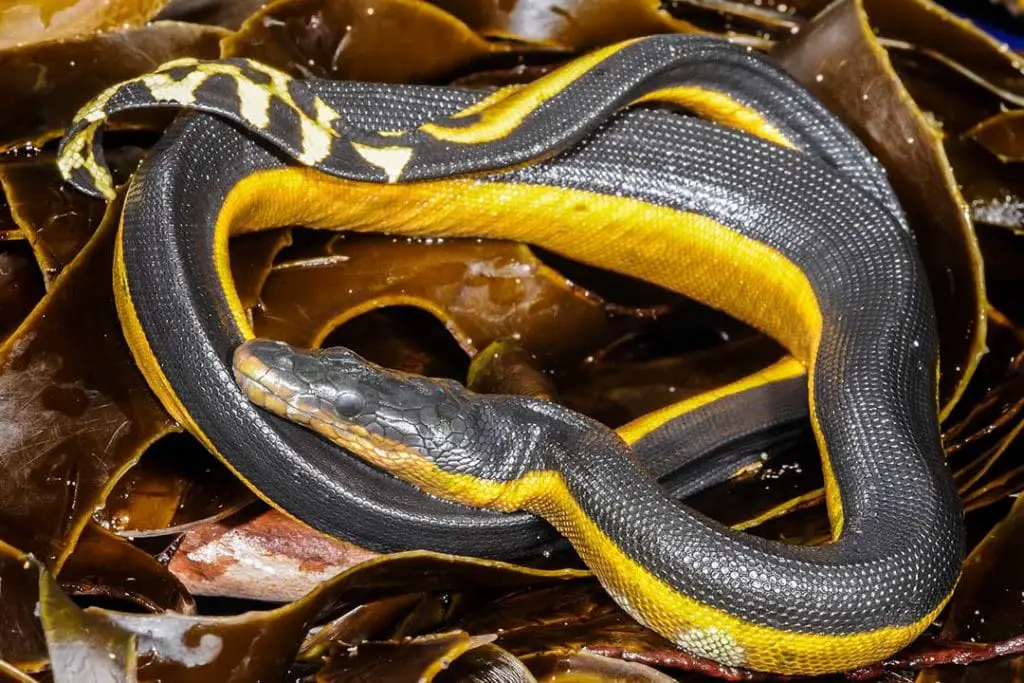 yellow bellied sea snake