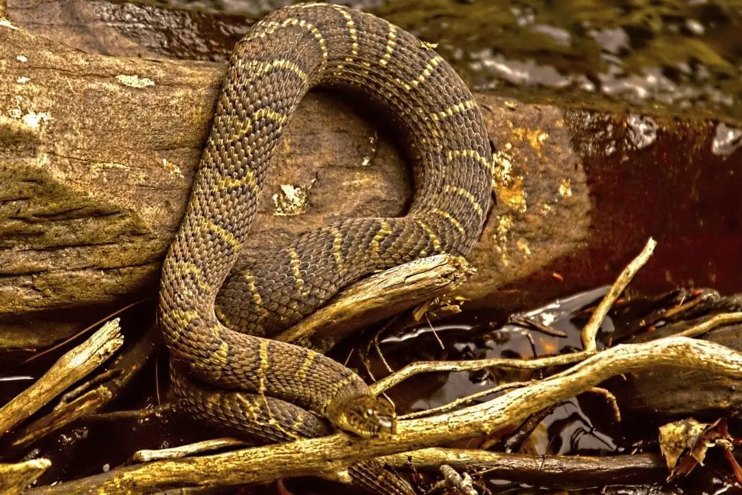 pennsylvania water snake