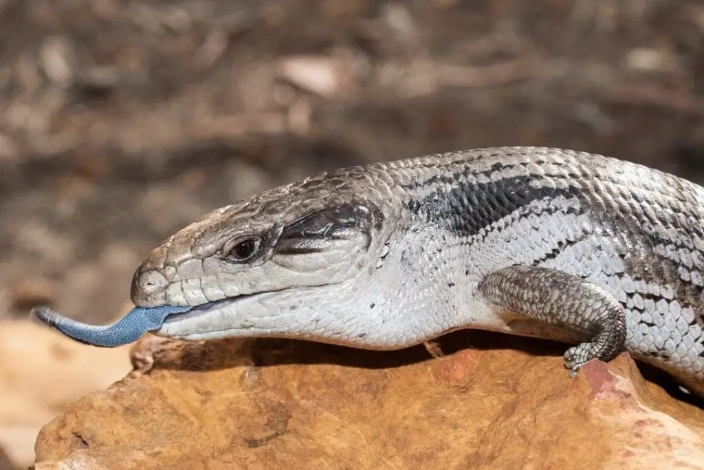 pet blue tongued skink