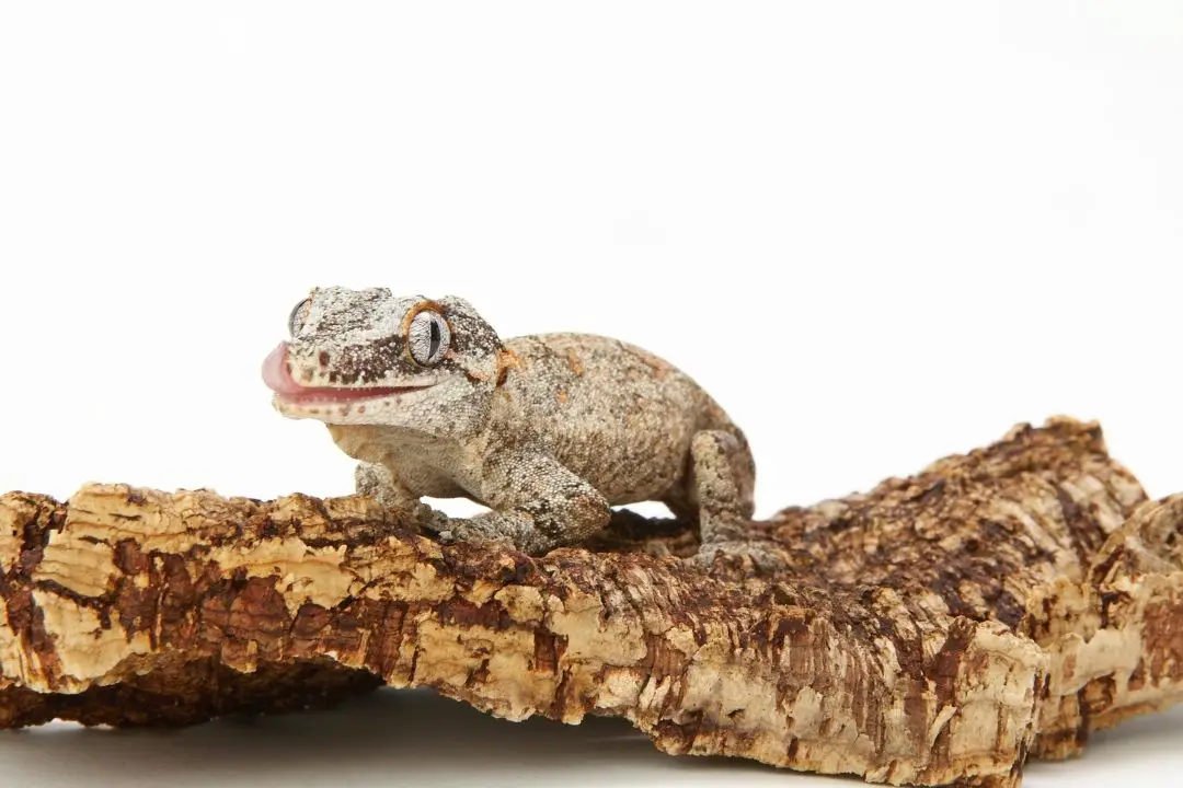 pet gargoyle gecko