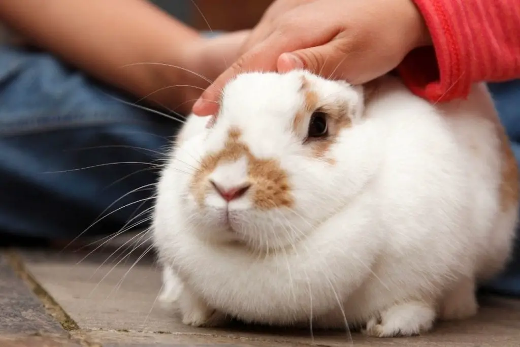 pet rabbit