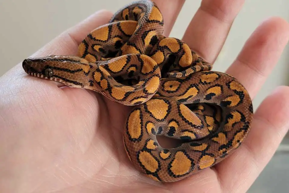 picasso stripe color rainbow boa