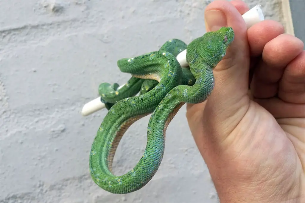 hand picking up a morelia viridis snake from its perch