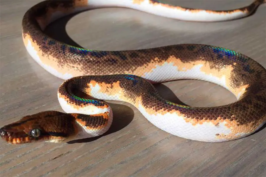 pied brazilian rainbow boa